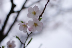 sakura