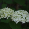 紫陽花