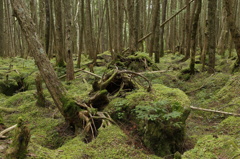 苔の森①
