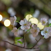 夜桜