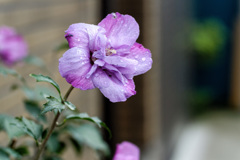 DSC_2026_DxO
