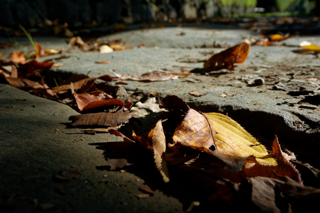 DSC_5255V2