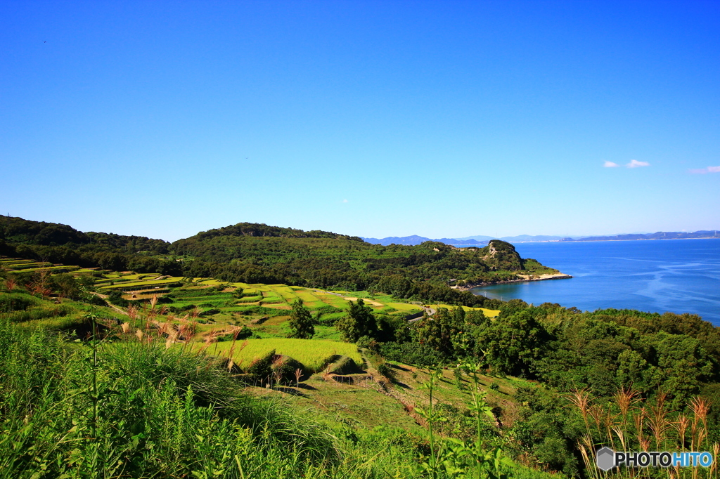 棚田と海