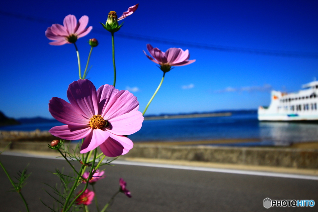 海辺の秋桜