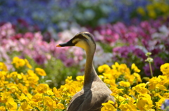 お花畑にカモさん