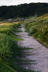 海岸の道