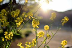 菜の花