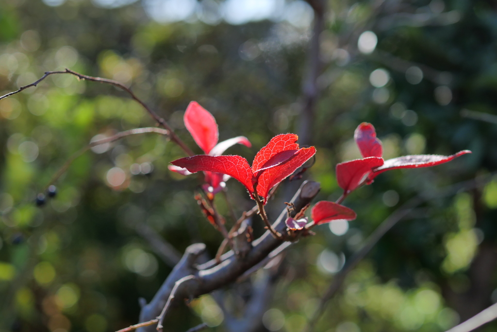 赤い葉っぱ