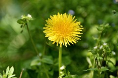 ピント微調整用