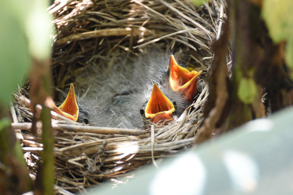 ハクセキレイひな