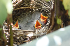 ハクセキレイひな