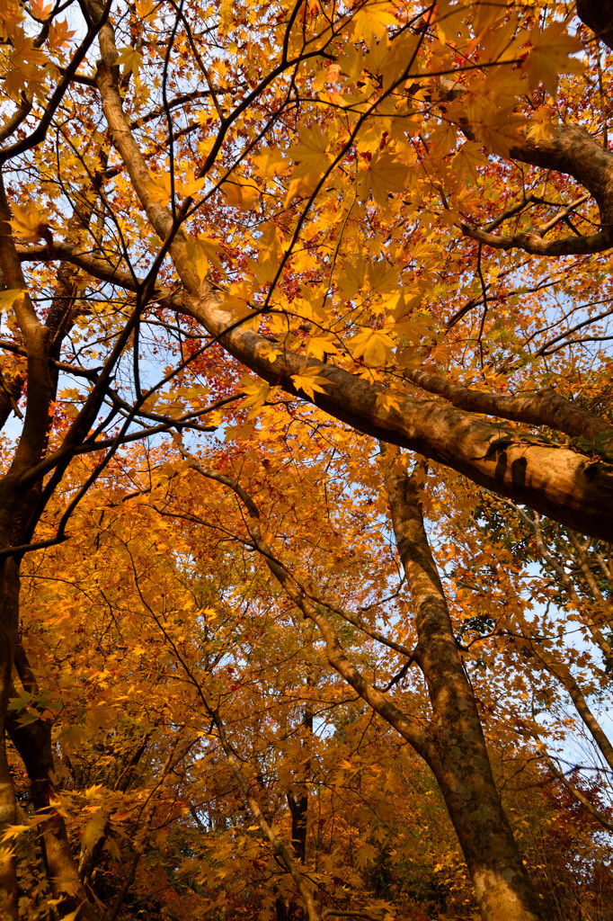 夕方の植物園５