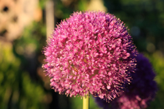 ぼんぼん花火