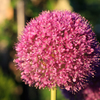 ぼんぼん花火