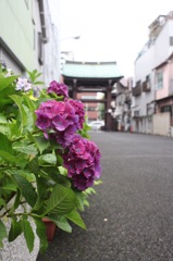 紫陽花寺