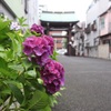 紫陽花寺