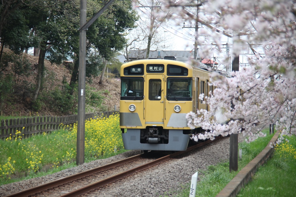 菜の花桜