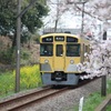 菜の花桜
