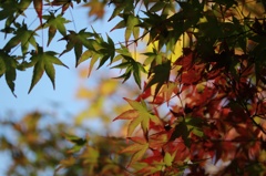 紅葉到来か？