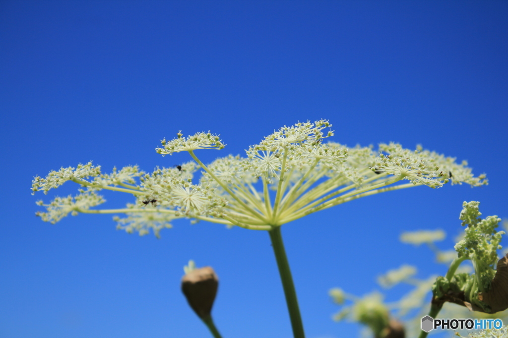 男朗花（オトコエシ）と青空