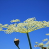 男朗花（オトコエシ）と青空