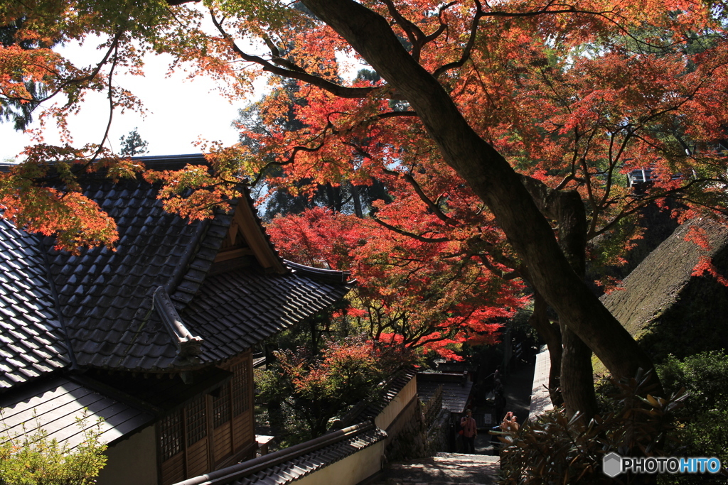 大興善寺契園