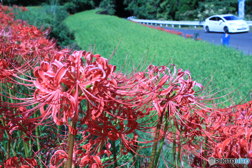 曼珠沙華