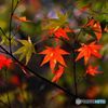 紅