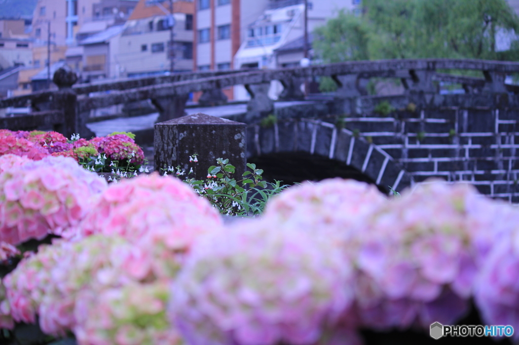 紫陽花祭り