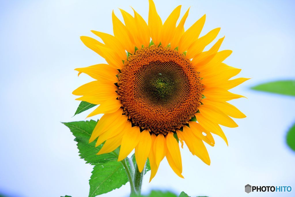 夏の花ですが。。。頑張ってます