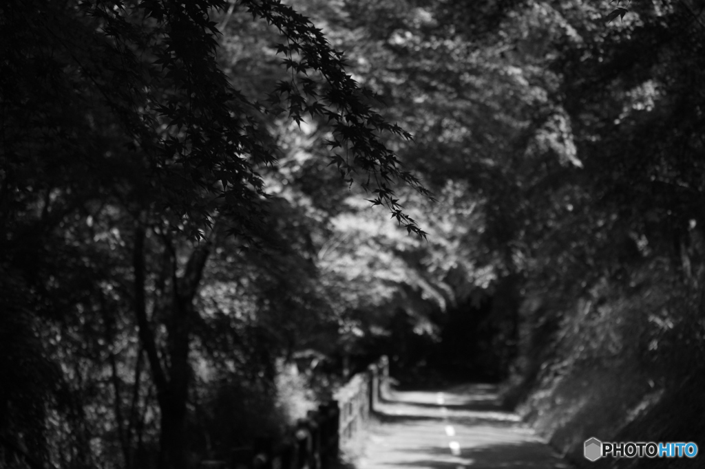 散歩道