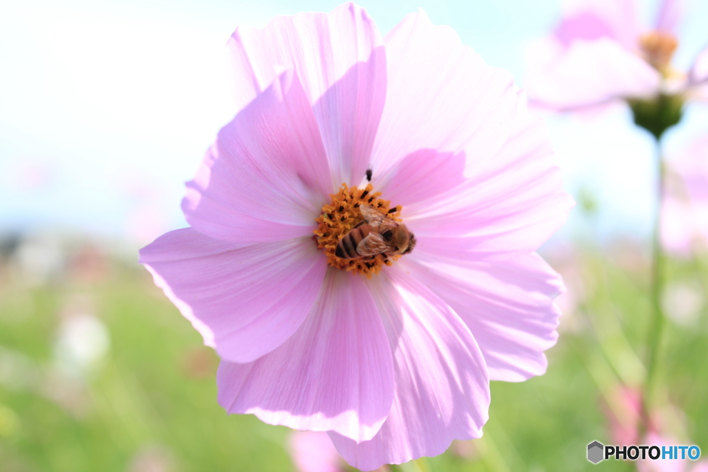 蜂と秋桜