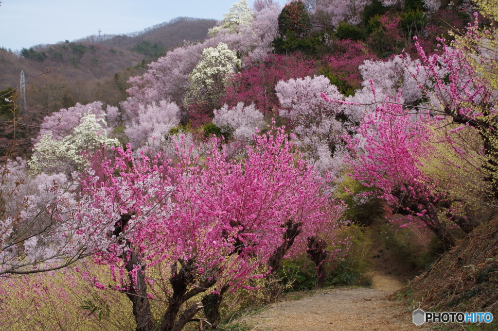 花見山公園①