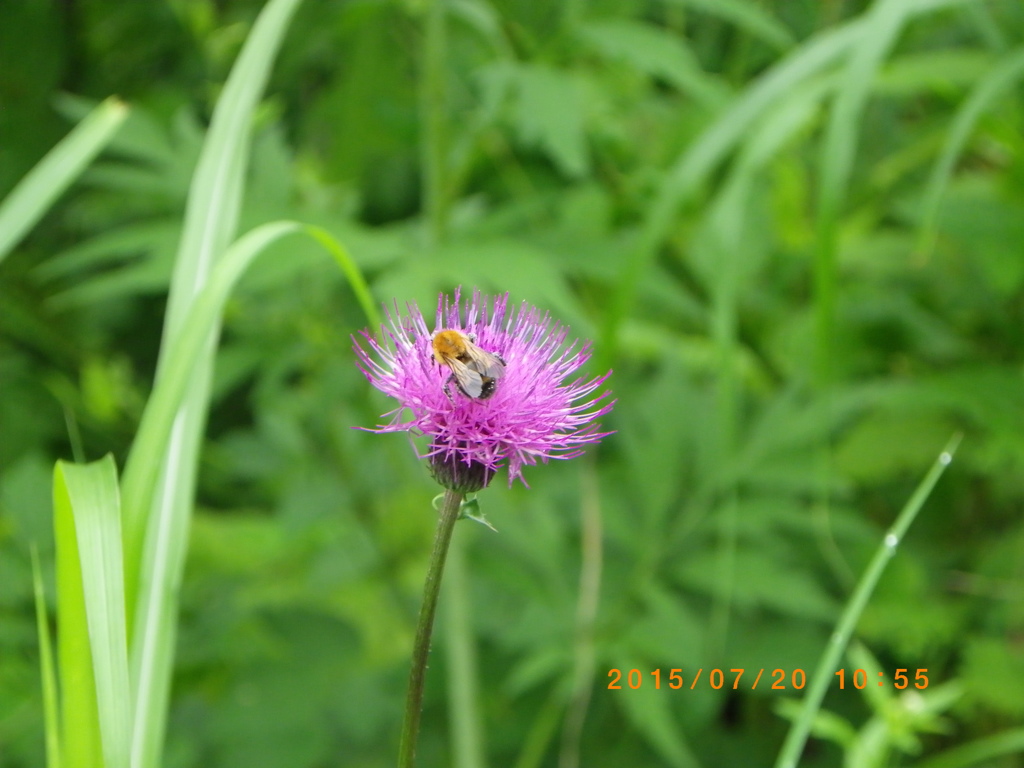 蜜蜂だよね？
