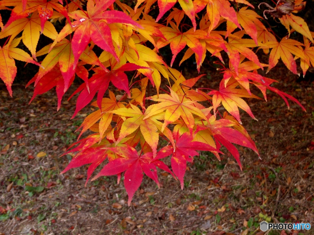 まだ行けるか紅葉狩り