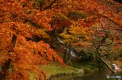 今年最後の紅葉狩り