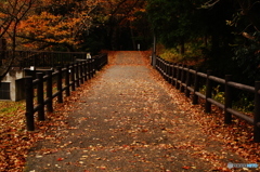 晩秋の公園