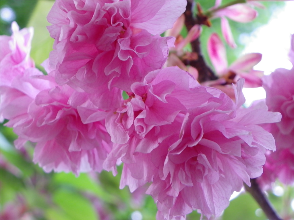 何の花かな？