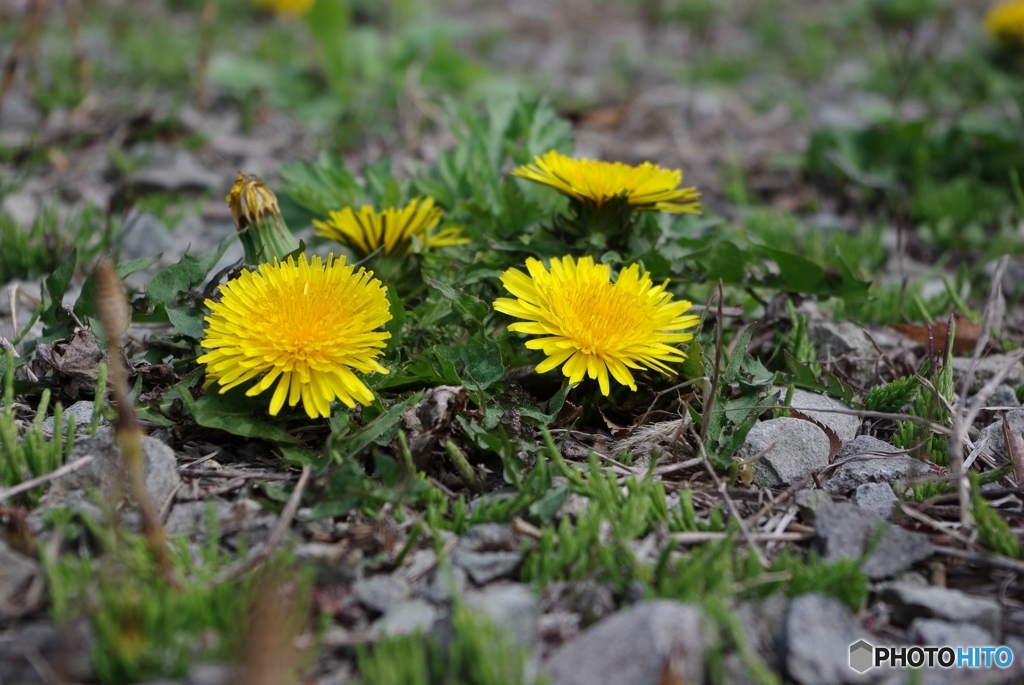 桜の下でひっそりと