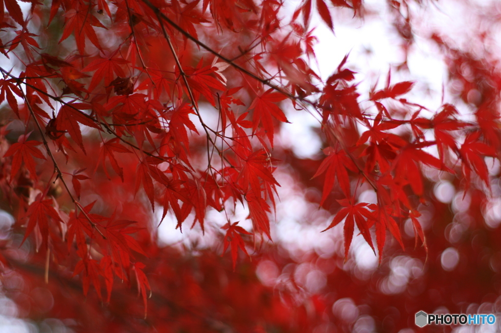 南湖公園の紅葉