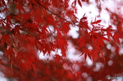 南湖公園の紅葉