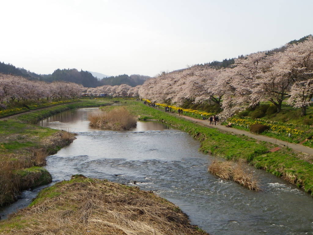 夏井千本桜
