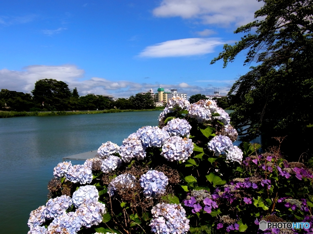 紫陽花が眩しい