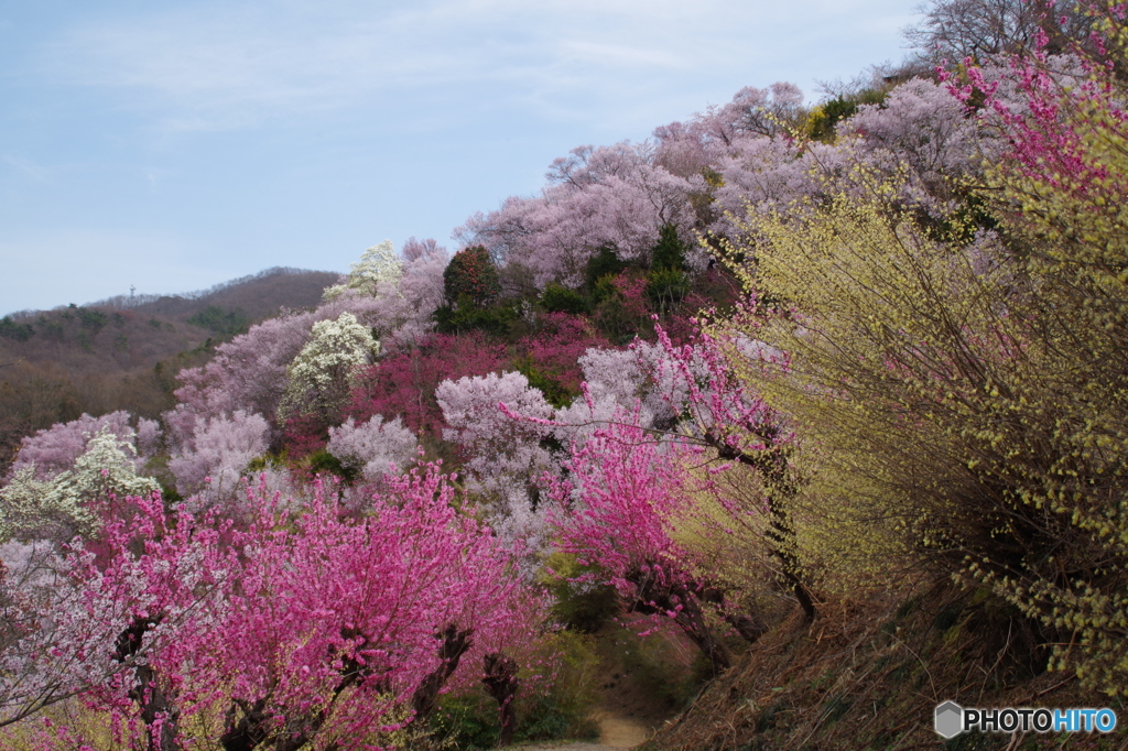 花見山公園②