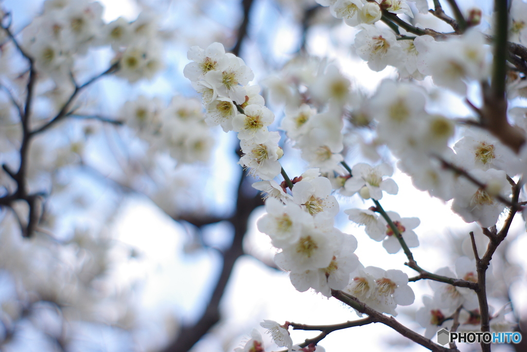 桜に継なぐ