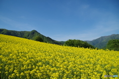 一面菜の花