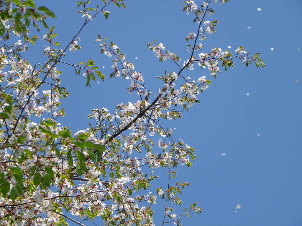 桜舞い散る．．．