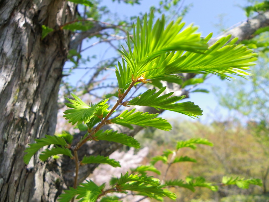 そろそろ桜も．．．