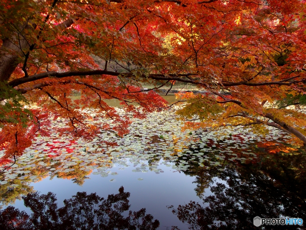 花と歴史の郷 蛇の鼻 By Naojin Id 写真共有サイト Photohito