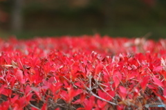 南湖公園にて